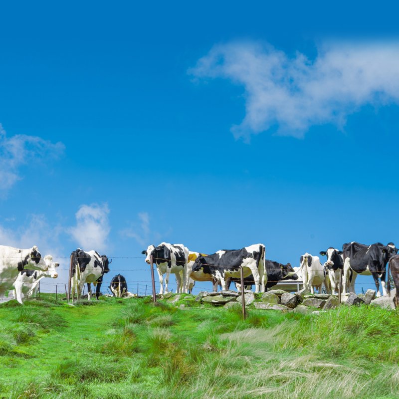 老舗コラボ：ソース煎餅